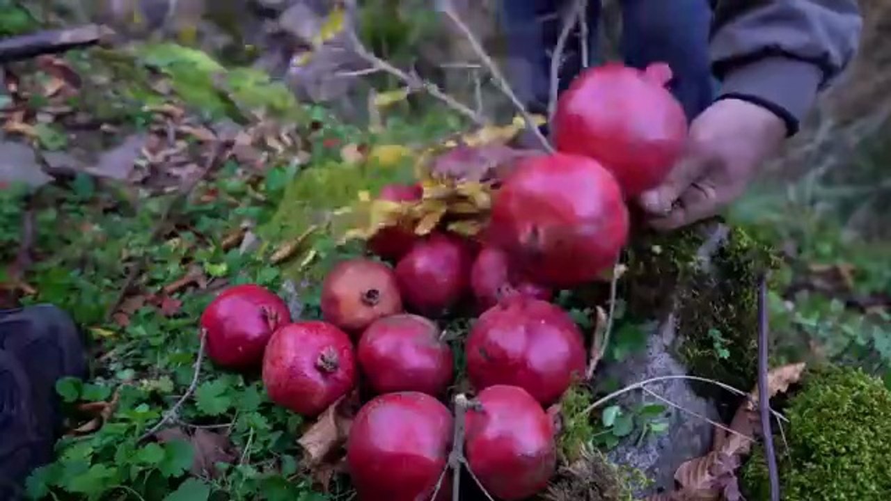 Grandpa Harvest Pomegranates Full Documentary