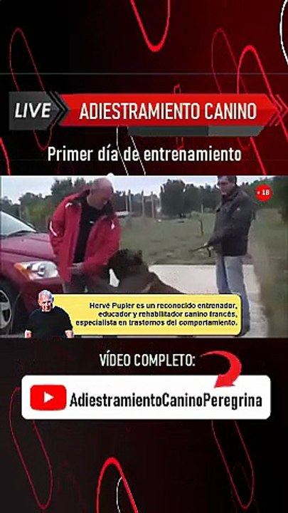 Pastor Belga Malinois