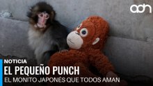 Punch, el bebé mono de Japón que está derritiendo corazones