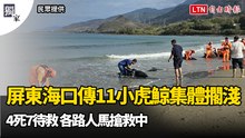 獨家》屏東海口傳11小虎鯨集體擱淺、4死7待救 各路人馬搶救中