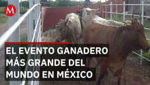 Yucatán será sede del Congreso Mundial Brahman en noviembre