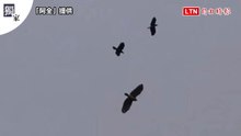 獨家》罕見鳥界空戰！ 雙烏鴉聯手狂追擊老鷹 如戰機纏鬥震撼曝光