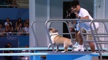 olympic dog diving ai