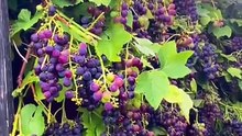 Grapes video