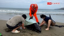 小虎鯨加油！車城海口11鯨集體擱淺 各單位無私搶命、地方暖送物資