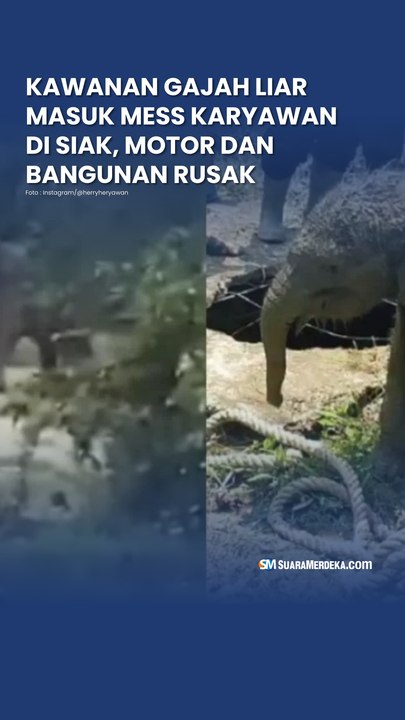 Kawanan Gajah Liar Masuk Mess Karyawan di Siak, Motor dan Bangunan Rusak