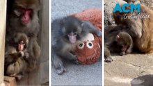 Punchie the abandoned baby monkey finally making friends