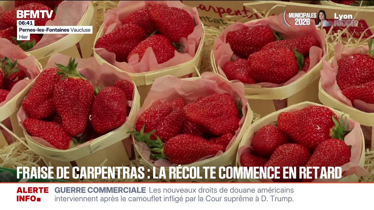 Les fraises de Carpentras font leur retour sur les étals