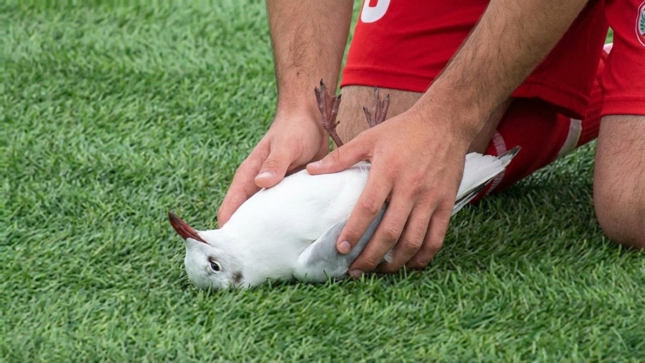 Calciatore rianima un gabbiano colpito dal pallone