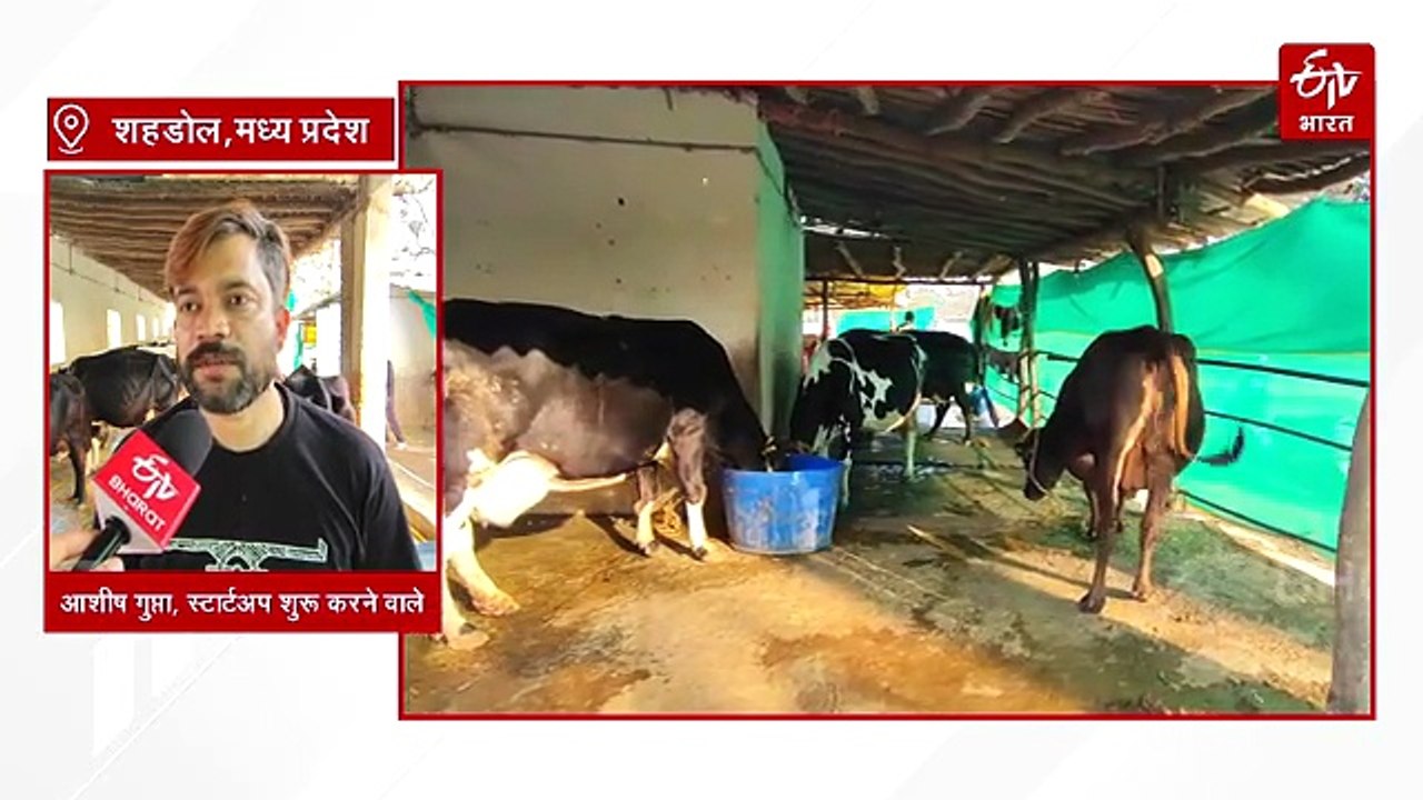 शुद्ध खाने के शौक ने शुरू कराया स्टार्टअप, दो भाइयों ने खड़ा कर दिया 70 गायों का डेरी फॉर्म