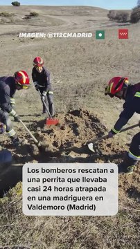 Los bomberos rescatan a una perrita atrapada 24 horas en una madriguera