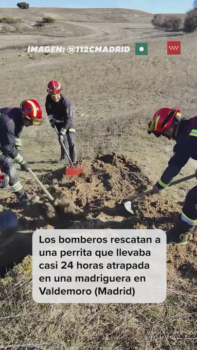 Los bomberos rescatan a una perrita atrapada 24 horas en una madriguera