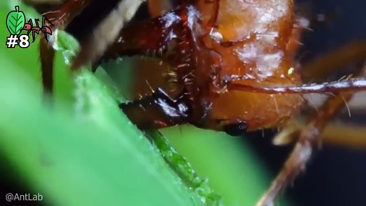 You Won’t Believe These Insect Videos! 😱🐜