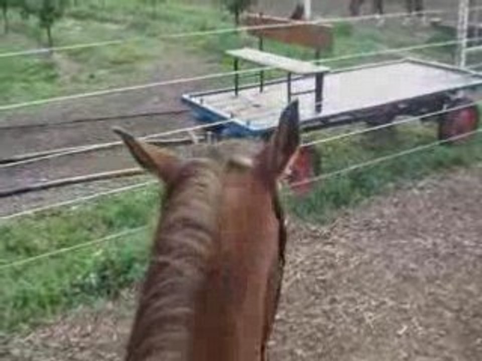 Jimini pas,trot,galop