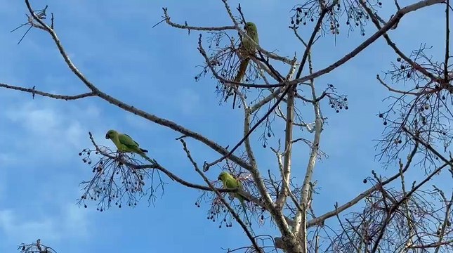 Tre pappagalli in fuga avvistati a Stintino, è una specie aliena tipica dell'Africa e dell'India