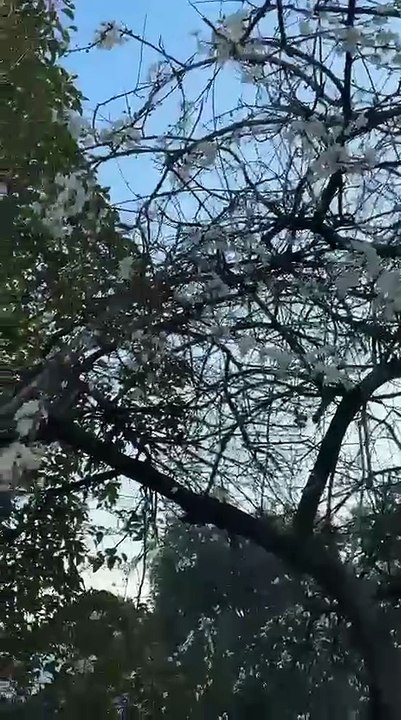Kocaeli’de kış ortasında doğa uyandı! Erik ağaçları çiçek açtı