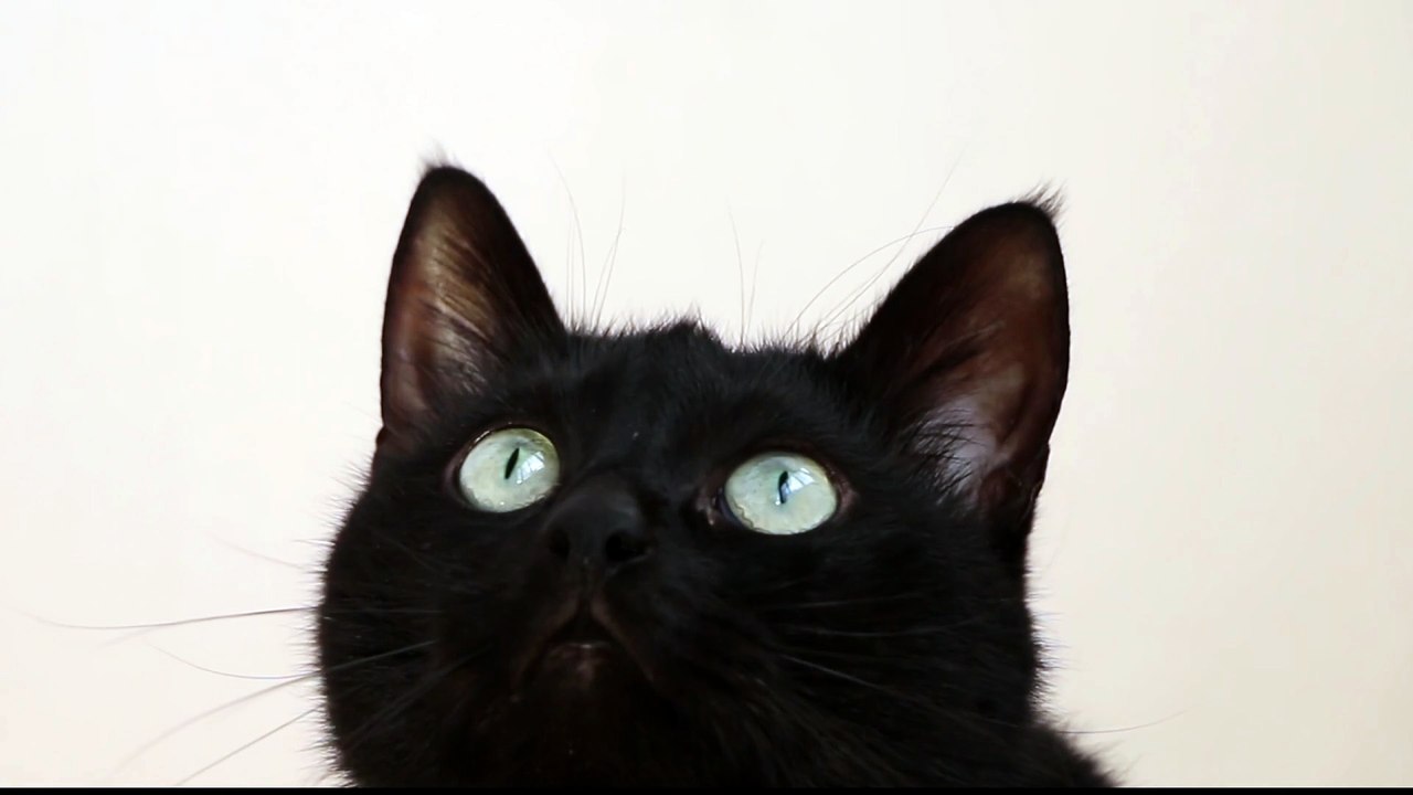 chat1