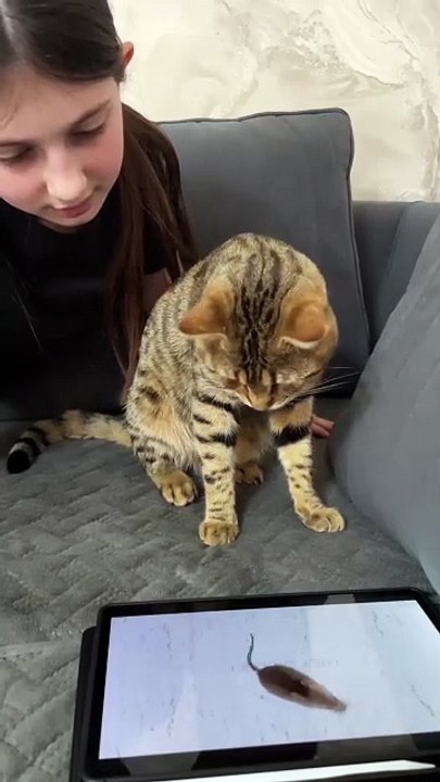 Cat prank
