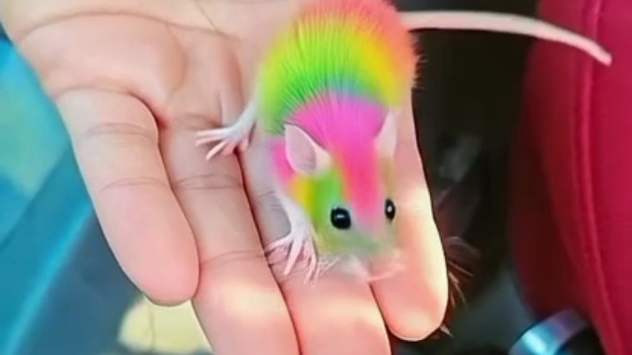Title: 🌈 Most Cute Rainbow Baby Mouse Ever – So Adorable! 🐭✨