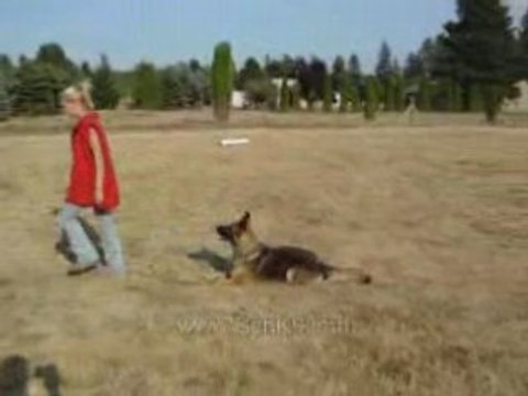 [German Shepherd] [Berger Allemand] - Obedience