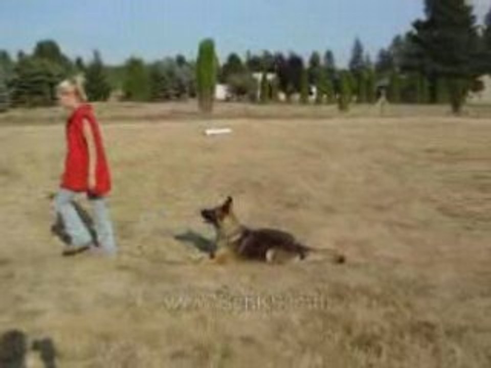 [German Shepherd] [Berger Allemand] - Obedience