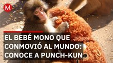 Punch: El bebé macaco que adoptó un peluche de Ikea tras ser abandonado