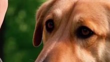 Trust Your Dog with Your Life!