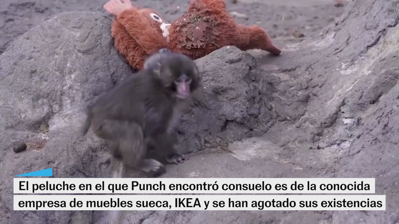 El peluche de Punch ha agotado todas sus existencias en todas las tiendas de Ikea