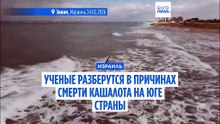 В Израиле найден мертвый кашалот. Ученые разберутся в причинах его гибели