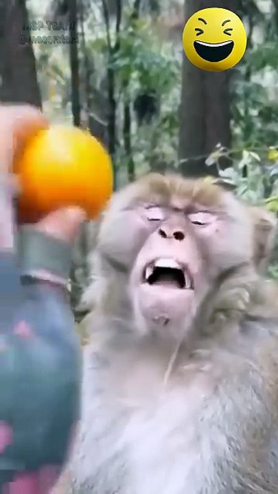 обезьяны рулят 🤣🤣🤣 monkey #юмор #приколы #смех #monkey -