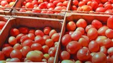 Jitomate, papa y tomate verde: los alimentos que más encarecieron la vida en febrero