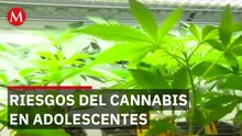 Advierten sobre brotes psicóticos por consumo de cannabis a temprana edad