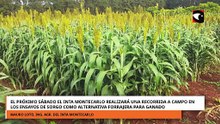 EL INTA REALIZARÁ UNA RECORRIDA EN LOS ENSAYOS DE SORGO COMO ALTERNATIVA FORRAJERA PARA GANADO