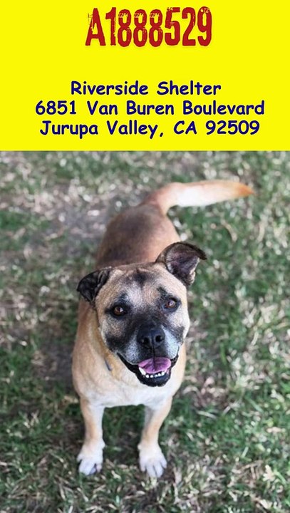 Deadline must exit by 2/26  Rex is a 6-year-old tan & black Shepherd mix (44 lbs)...