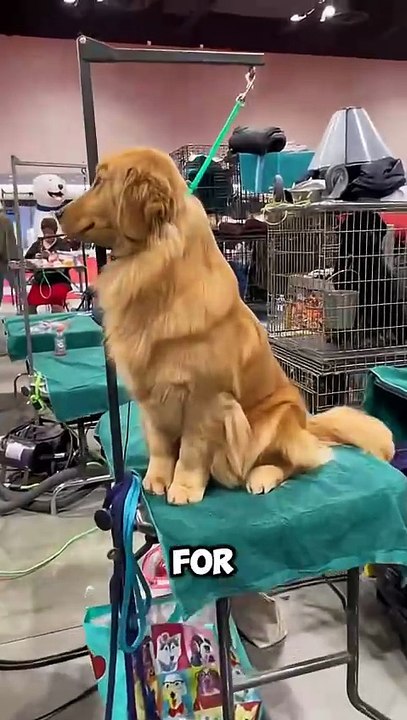 Golden retriever are so adorable #dog #love #friend