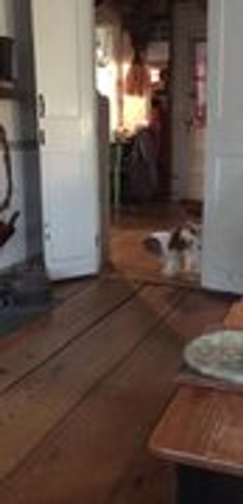 Dog Hilariously Walks Backward Through Doorway