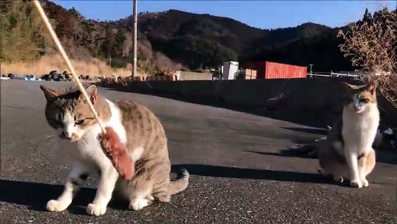 I played with a relaxing cat