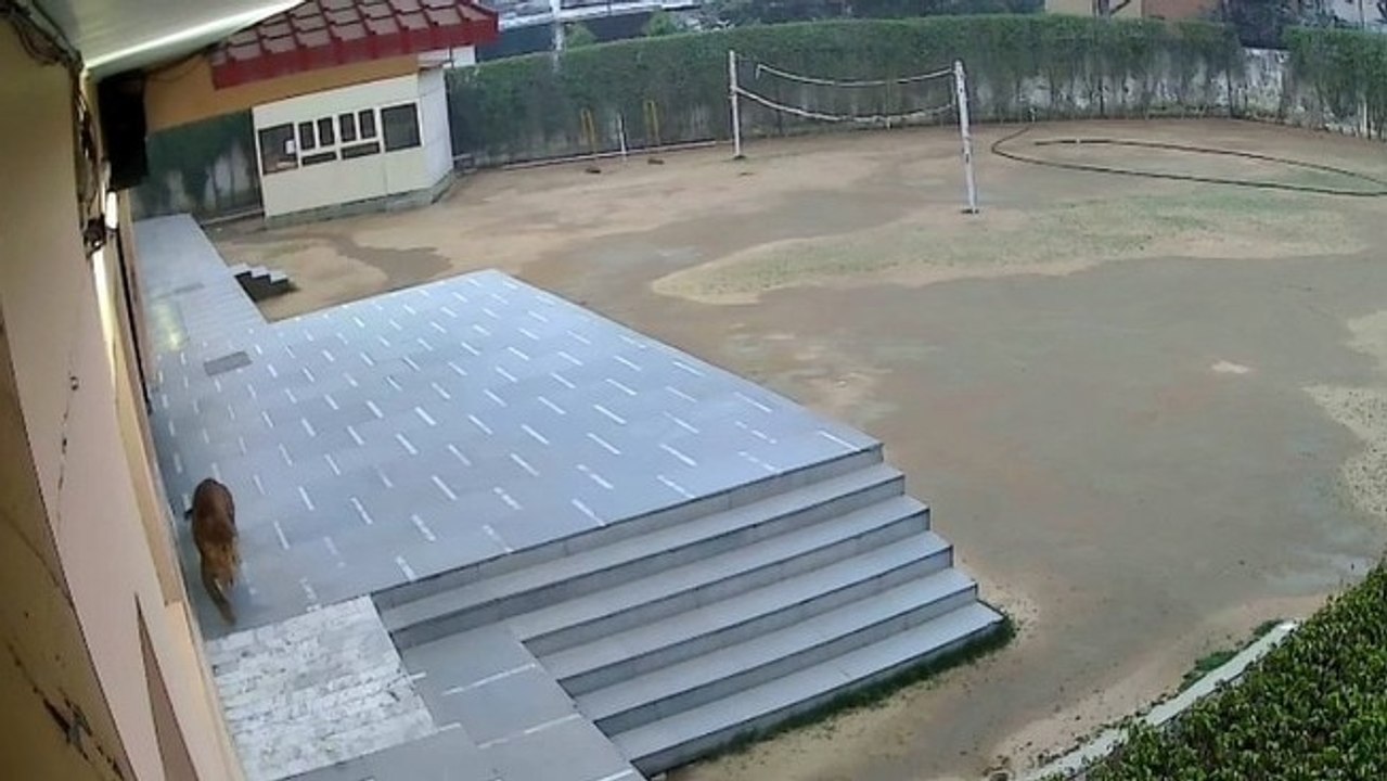 Video: Leopard enters Ghaziabad school premises, classes suspended