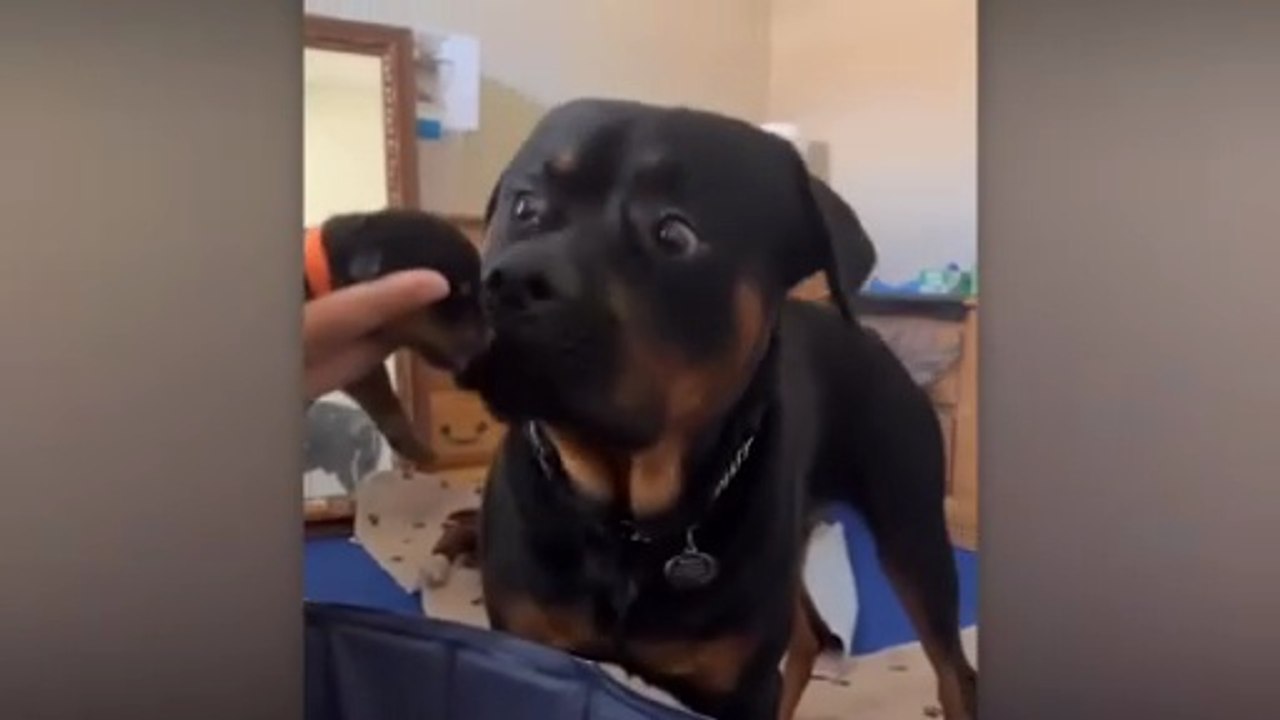 Funny Dogs Trying to Be Parents for the First Time | Funny Pet Videos Compilation 😂🐶