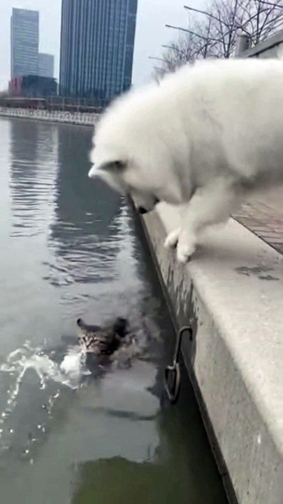 Samoyed Dog Resuce the Cat #dog #cat #kingdomofawais