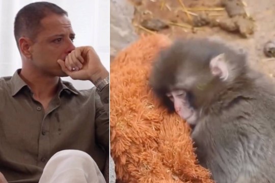 Chicharito Hernández llora con Punch Monkey, el mono bebé que es tendencia mundial