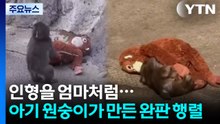 인형을 엄마처럼...아기 원숭이 '펀치'가 만든 완판 행렬 [앵커리포트] / YTN