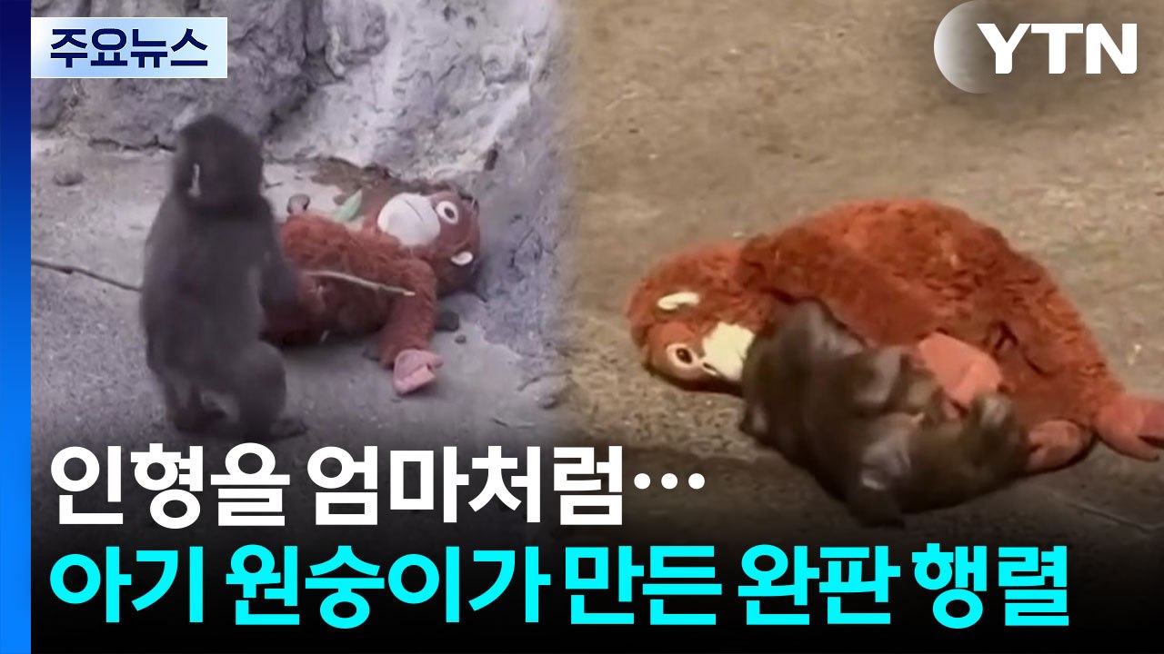인형을 엄마처럼...아기 원숭이 '펀치'가 만든 완판 행렬 [앵커리포트] / YTN