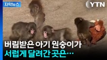 [자막뉴스] 버림받은 아기 원숭이가 달려간 곳은...눈물 나는 영상 / YTN