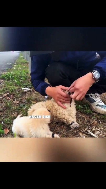 Este hombre le salva la vida a 2 cachorros y miren lo que sucedio 🤝🥀