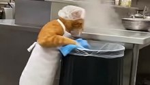 After you've painstakingly cleaned up, your colleague dumped the trash on the floor! 😡🐱