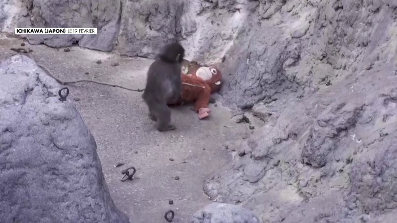 L'histoire de Punch, petit macaque dans un zoo harcelé qui a trouvé refuge auprès d'une peluche