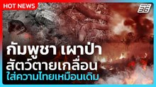 Highlight | ไฟป่ากัมพูชา เผาสัตว์ป่าตายเกลื่อน ใส่ความไทยเหมือนเดิม |PPTV News | 25 ก.พ. 69
