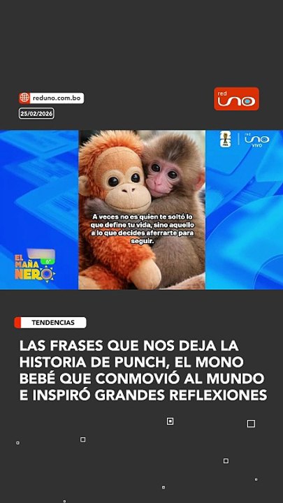 Las frases que nos deja la historia de Punch, el mono bebé que conmovió al mundo e inspiró grandes reflexiones
