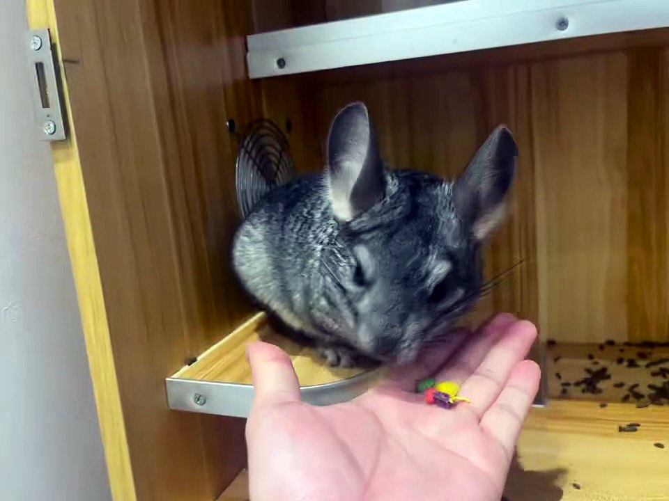 Tiny Hamster’s Happy Little Moments 🐹